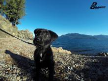 We'd like to welcome the latest addition to the team, Premo! ‪#‎dangodesign‬